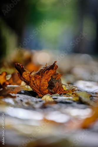 Yellow autumn leaf on the ground, super bokeh, autumn motive. Vertical photo, defocused