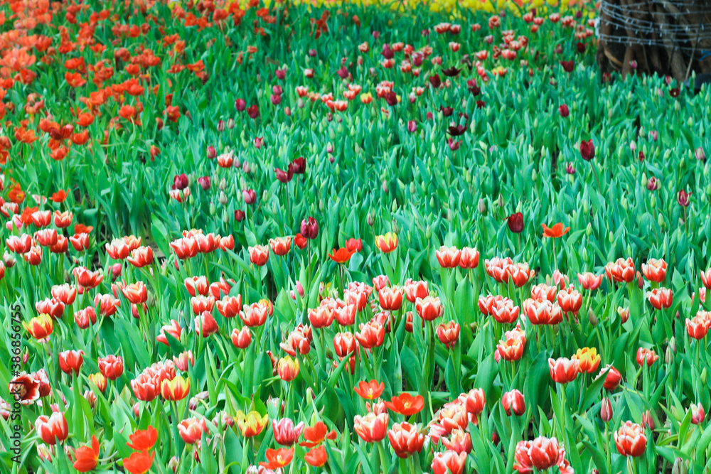 Colorful tulip flower botanic garden