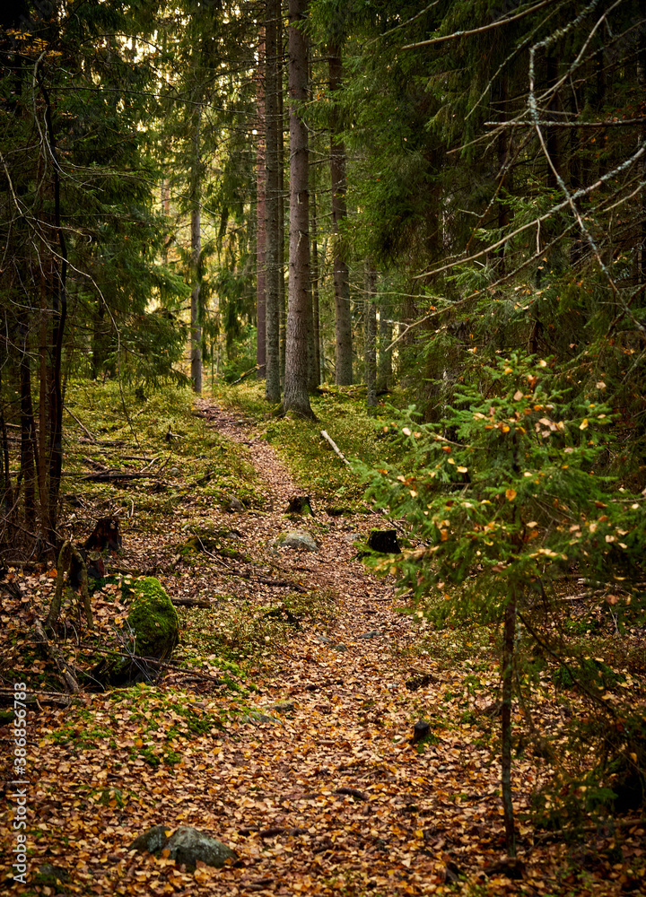 Obraz premium Beautiful paths in the forest