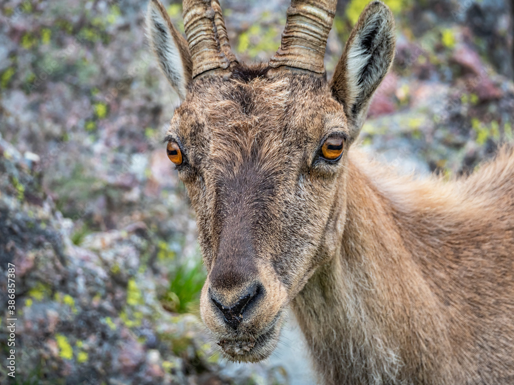 Ibex on a rock in the italian alps Ibex on a rock in the italian alps