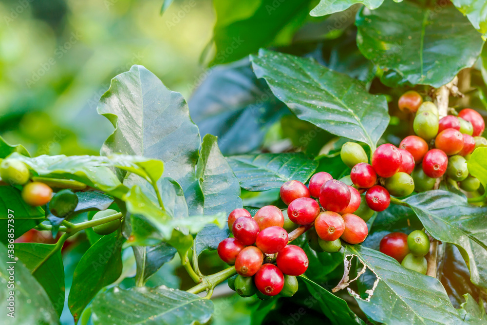 Fototapeta premium Group of arabica coffee berries getting ripe on coffee tree branch