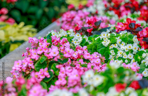 Depth of field of colorful semperflorens begonia flower blossom in flower garden photo