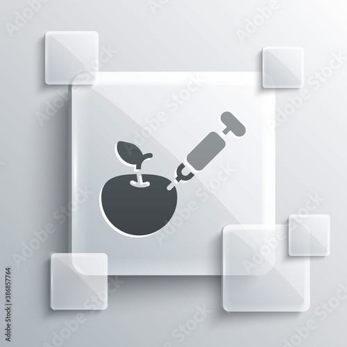 Grey Genetically modified apple icon isolated on grey background. GMO fruit. Syringe being injected to apple. Square glass panels. Vector.