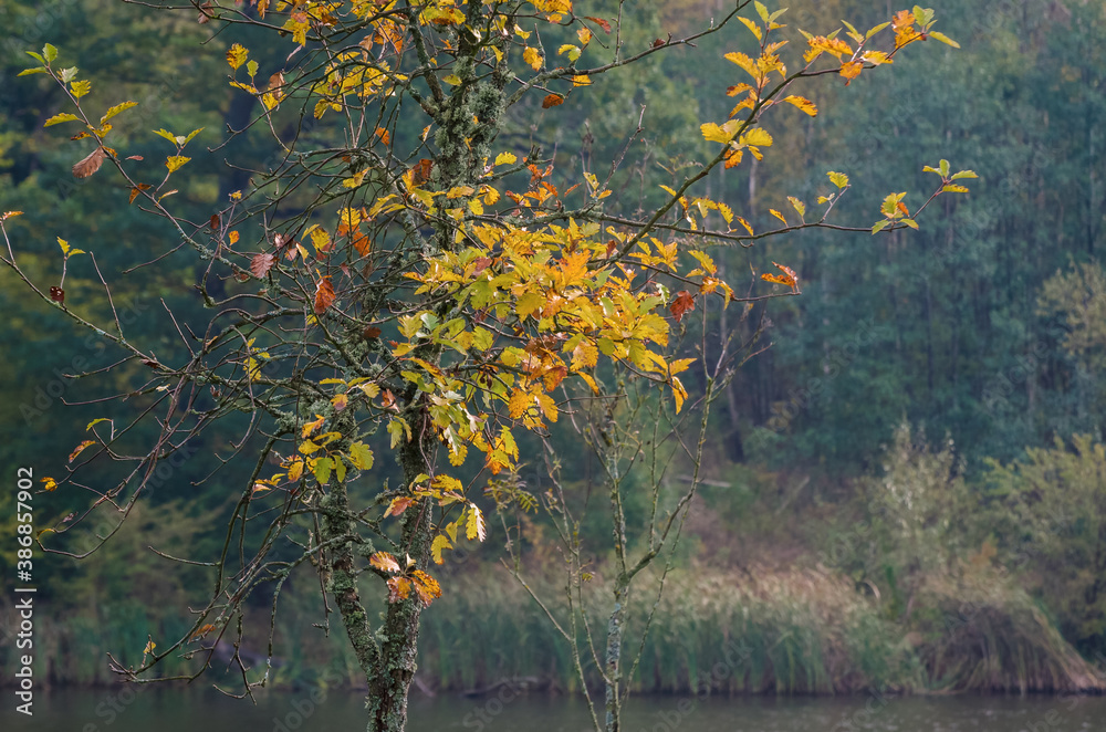 AUTUMN LEAVES - A colorful and nostalgic season on the tree
