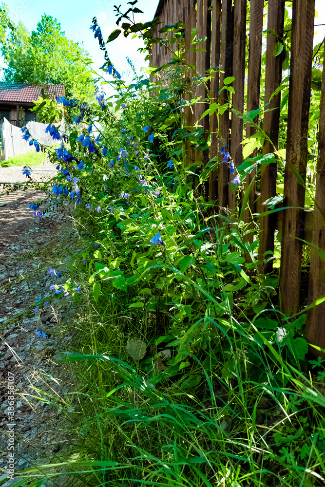 Field flowers. Beautiful bright blue bells Field flowers. Beautiful bright blue bells