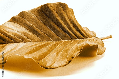 photo of artistic leaf on the plain background