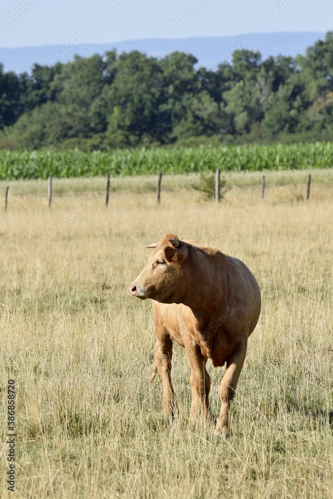 portrait of limousin cow in pasture