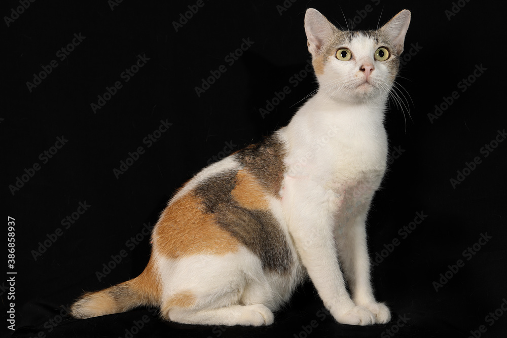 white grey orange cat sit look on black background