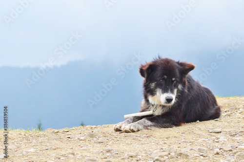 Shepherd dog in the mountains