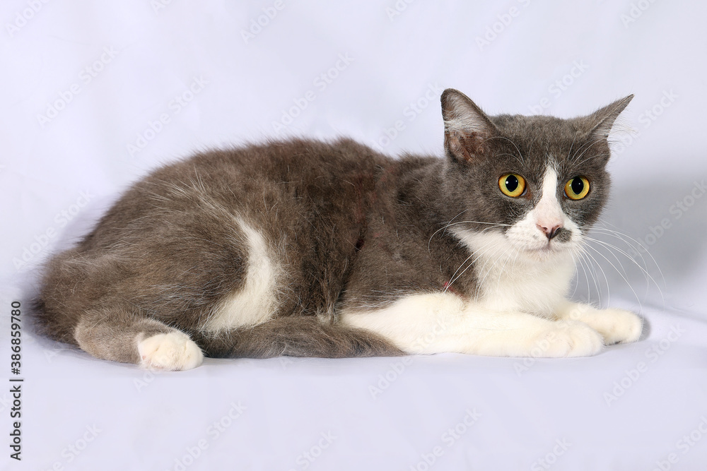 gray white cat sit look on white background gray white cat sit look on white background