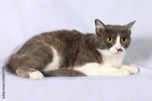 gray white cat sit look on white background