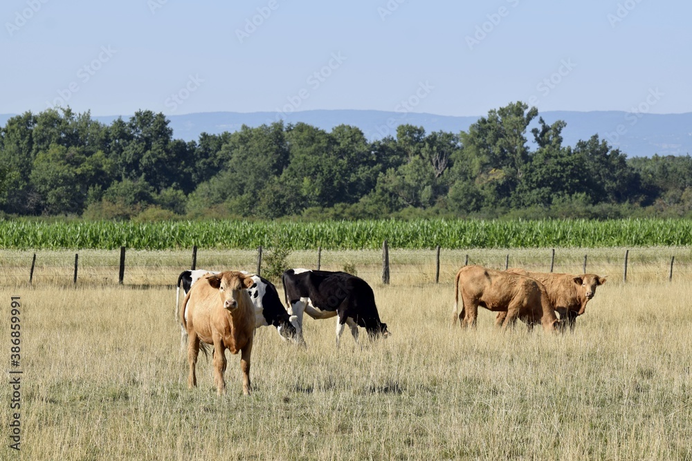 flock of holstein and limousin cow in pasture