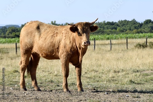portrait of limousin cow in pasture