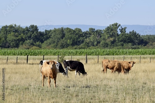 Fototapeta Naklejka Na Ścianę i Meble -  flock of holstein and limousin cow in pasture
