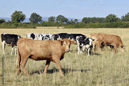 flock of holstein and limousin cow in pasture