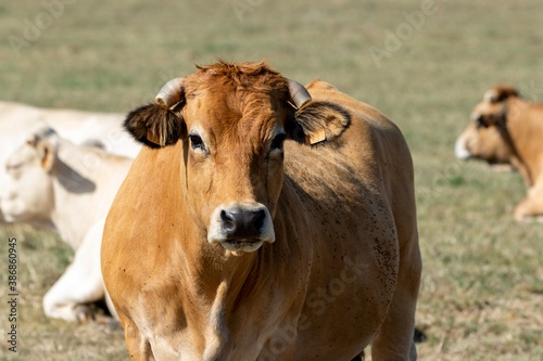 portrait of aubrac cow in pasture © NAEPHOTO