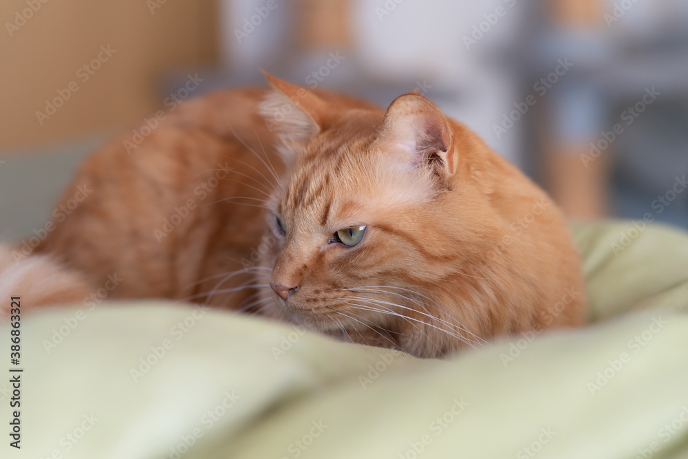 不機嫌そうな猫 茶トラ猫 不機嫌そうな猫 茶トラ猫