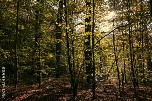 Herbst Wald © Lars Gieger