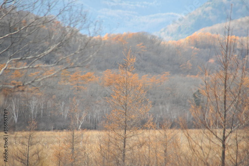 秋の気配 紅葉 自然 秋の終わり 山 風景 景色 草原