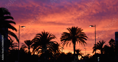 Red and violet sunset and silhouette of palm trees.