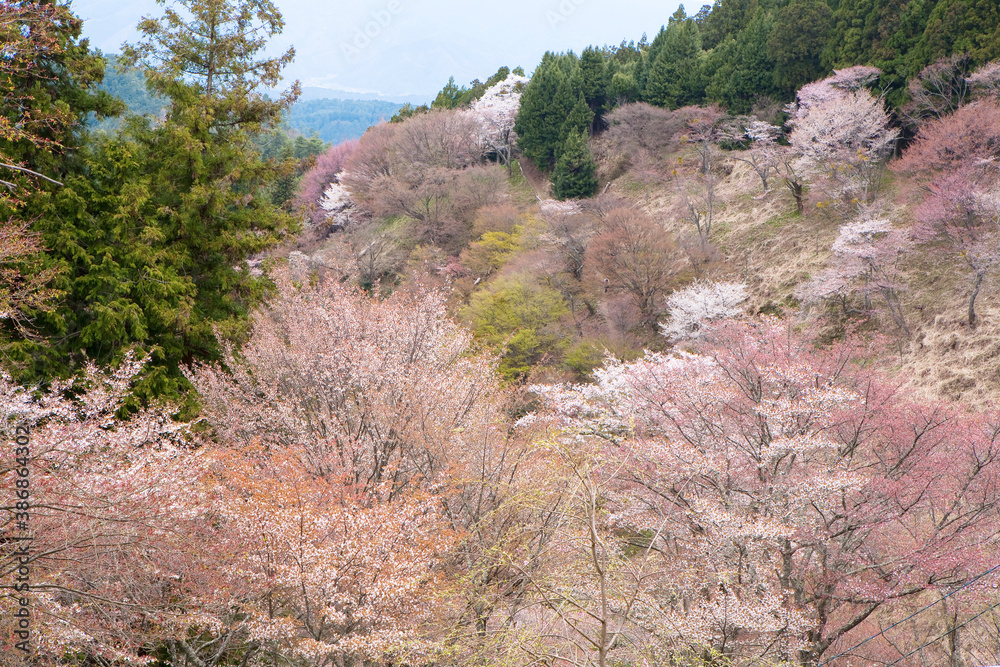 吉野(上千本) 吉野(上千本)