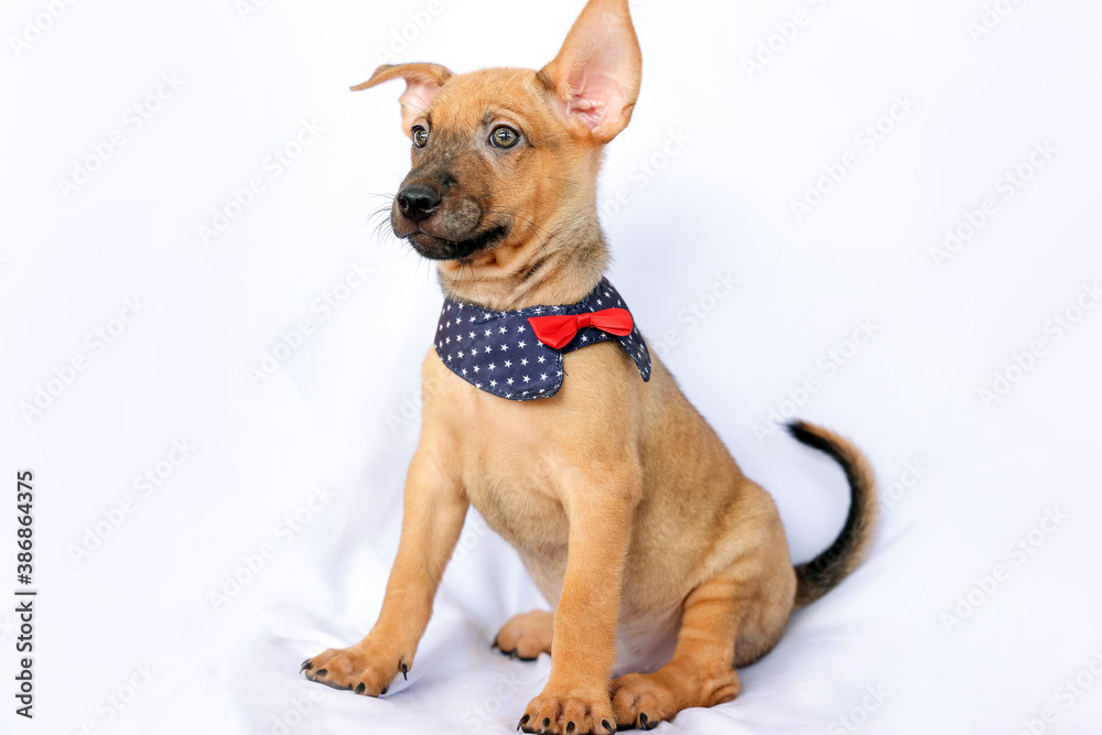 Cute puppy wearing scarf play sit pose on white background Cute puppy wearing scarf play sit pose on white background