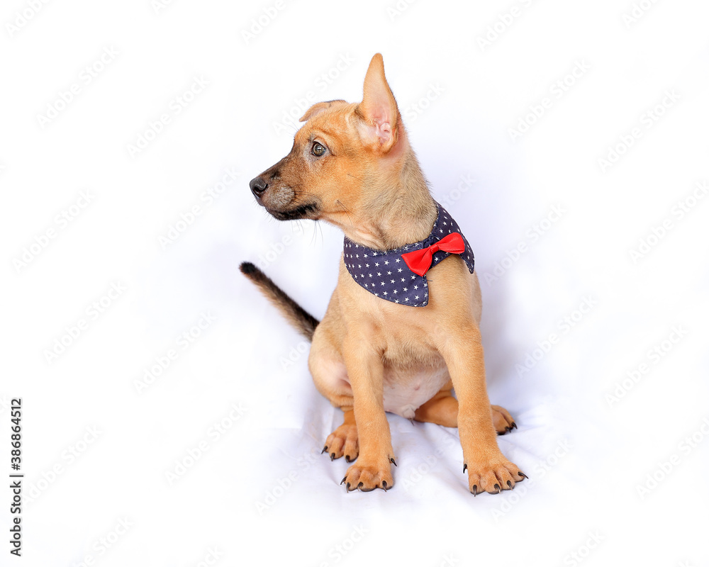 Cute puppy wearing scarf play sit pose on white background
