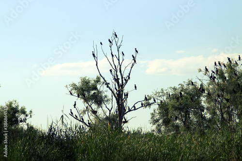 Cormoranes posados a orillas de una laguna del delta del Danubio, Rumanía. Silueta de grupo de ejemplares de cormoran en su árbol dormidero al atardecer.