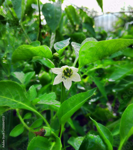 Pepper flower in the garden in summer