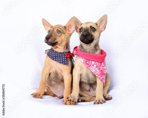 Two Cute puppy wearing scarf play love care on white background