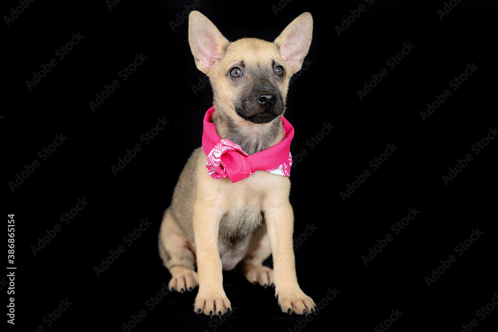 Cute puppy wearing scarf on black background