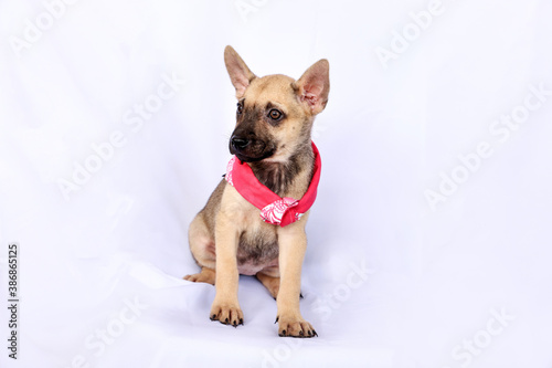 Cute puppy wearing scarf on white background