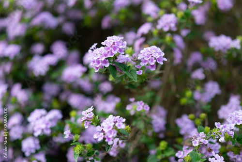 紫色のランタナの花の株