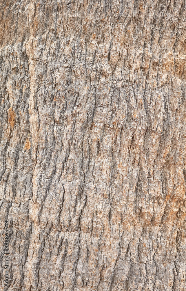 Close up picture of palm tree rough trunk, nature abstract background. Close up picture of palm tree rough trunk, nature abstract background.