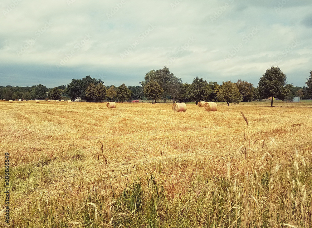 Blick auf ein Weizenfeld mit Heuballen
