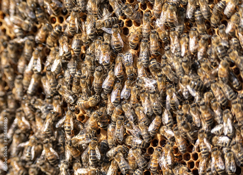 closeup of bees on honeycomb in apiary frame Honey bee selective focus closeup of bees on honeycomb in apiary frame Honey bee selective focus
