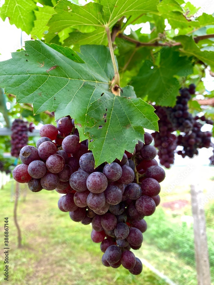 Close up of ripe red grape on vine.