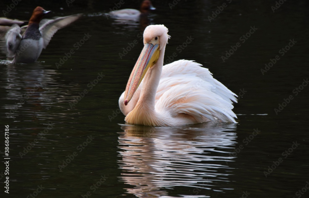 A white pelican swimming in a park lake A white pelican swimming in a park lake