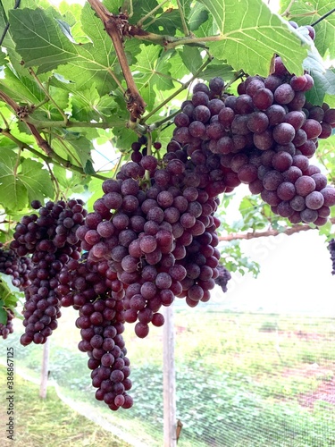 Close-up of bunch of ripe red grapes on vine. photo