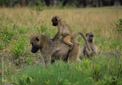 Obraz na plátně A young baboon climbs on his mother's back for protection in Hwange National Par