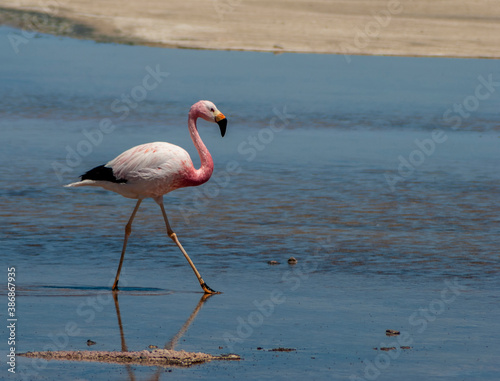 flamingo in the water © Zoomtraveller