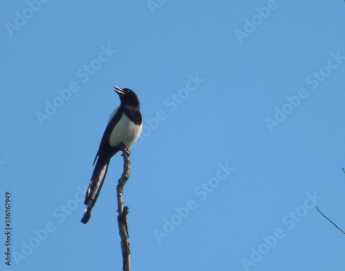 Magpie sits on a dry branch against the blue sky