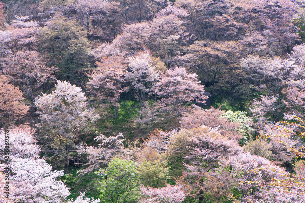 吉野(上千本) 吉野(上千本)