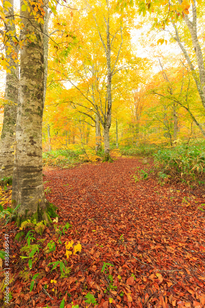 Obraz premium path in forest