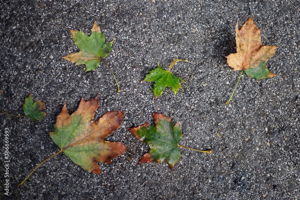 Wet autumn leaves on the sidewalk in the park