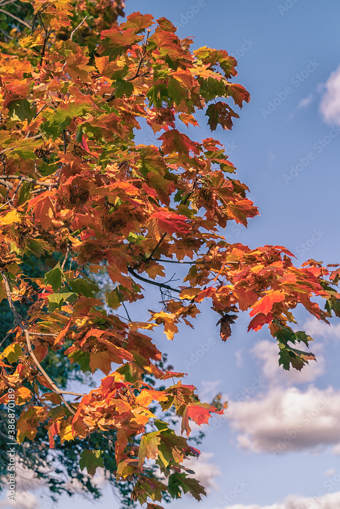 Yellow and red autumn tree under blue sky. Yellow and red autumn tree under blue sky.