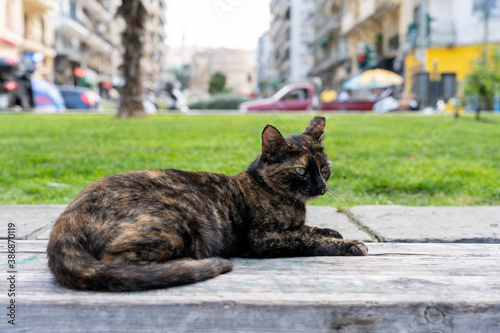 Stray cat chilling out in the sun in Thessaloniki's downtown district
