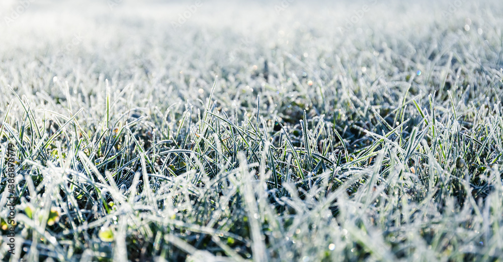 Morning dew froze on a green grass lawn and turned it into a white blanket Morning dew froze on a green grass lawn and turned it into a white blanket