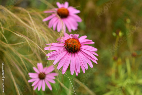 Echinacea blooming pink on a sunny summer day in the garden.