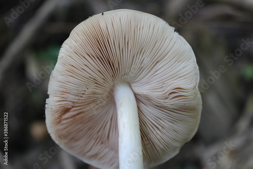 mushrooms in the forest